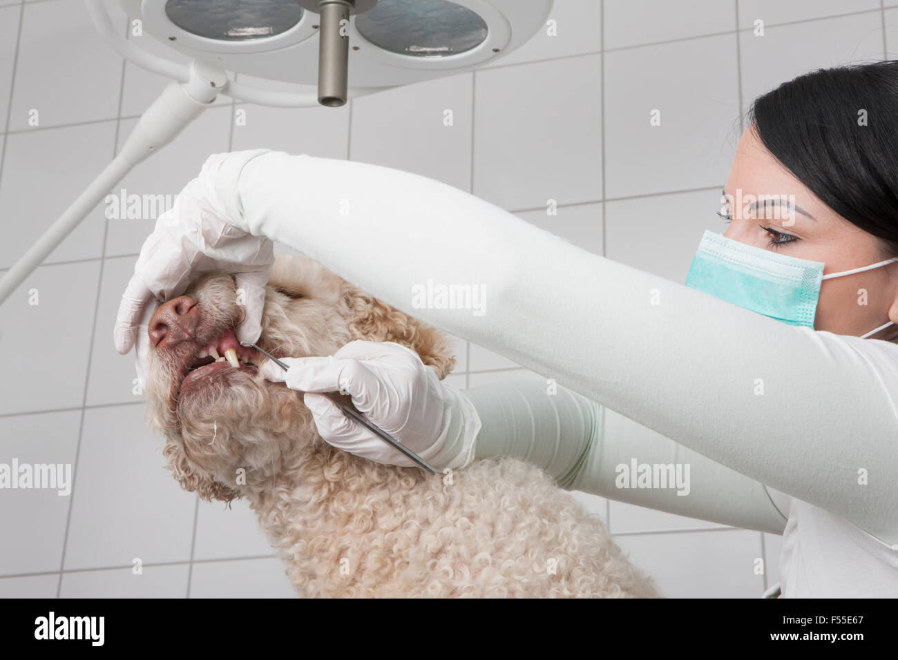 Nettoyage des dents du chien vétérinaire en clinique Banque D'Images