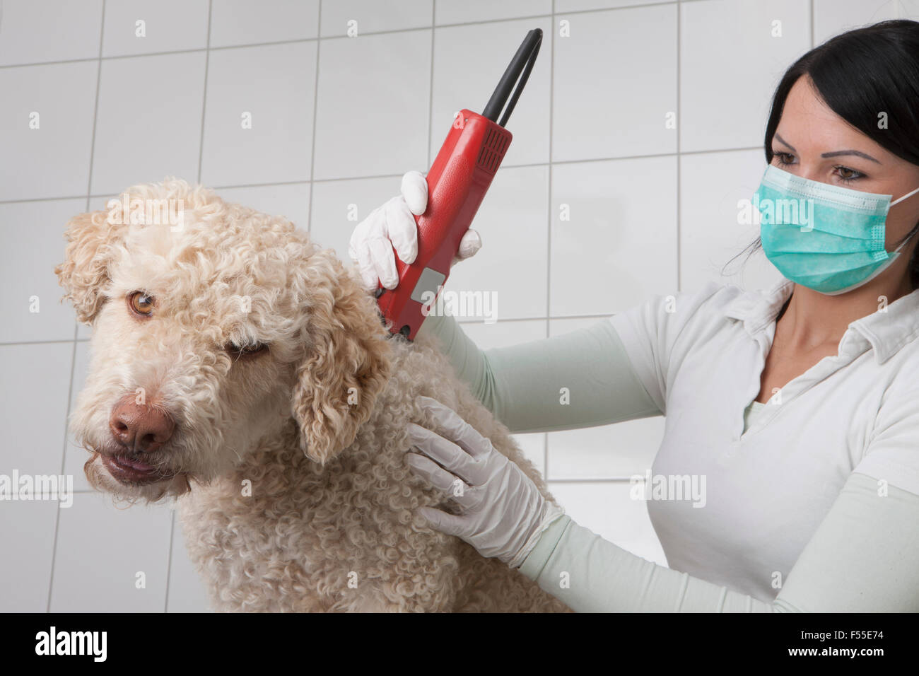 Le rasage de cheveux femme vétérinaire un chien dans une clinique vétérinaire Banque D'Images