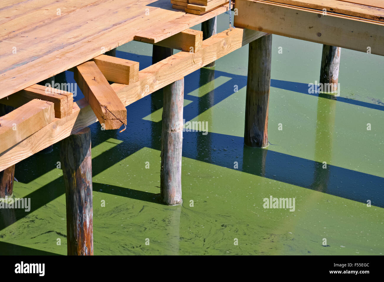 Beau vert d'eau avec des algues dans journée ensoleillée Banque D'Images