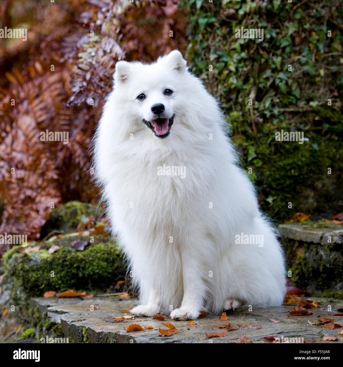 Spitz Japonais Banque D Image Et Photos Alamy