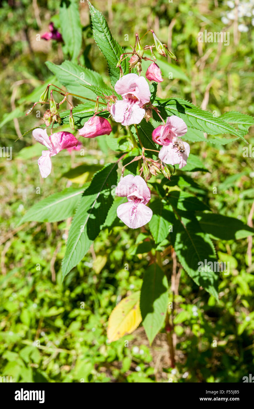 Alpine rose, fleurs sauvages photographiés en Autriche, le Tyrol Banque D'Images