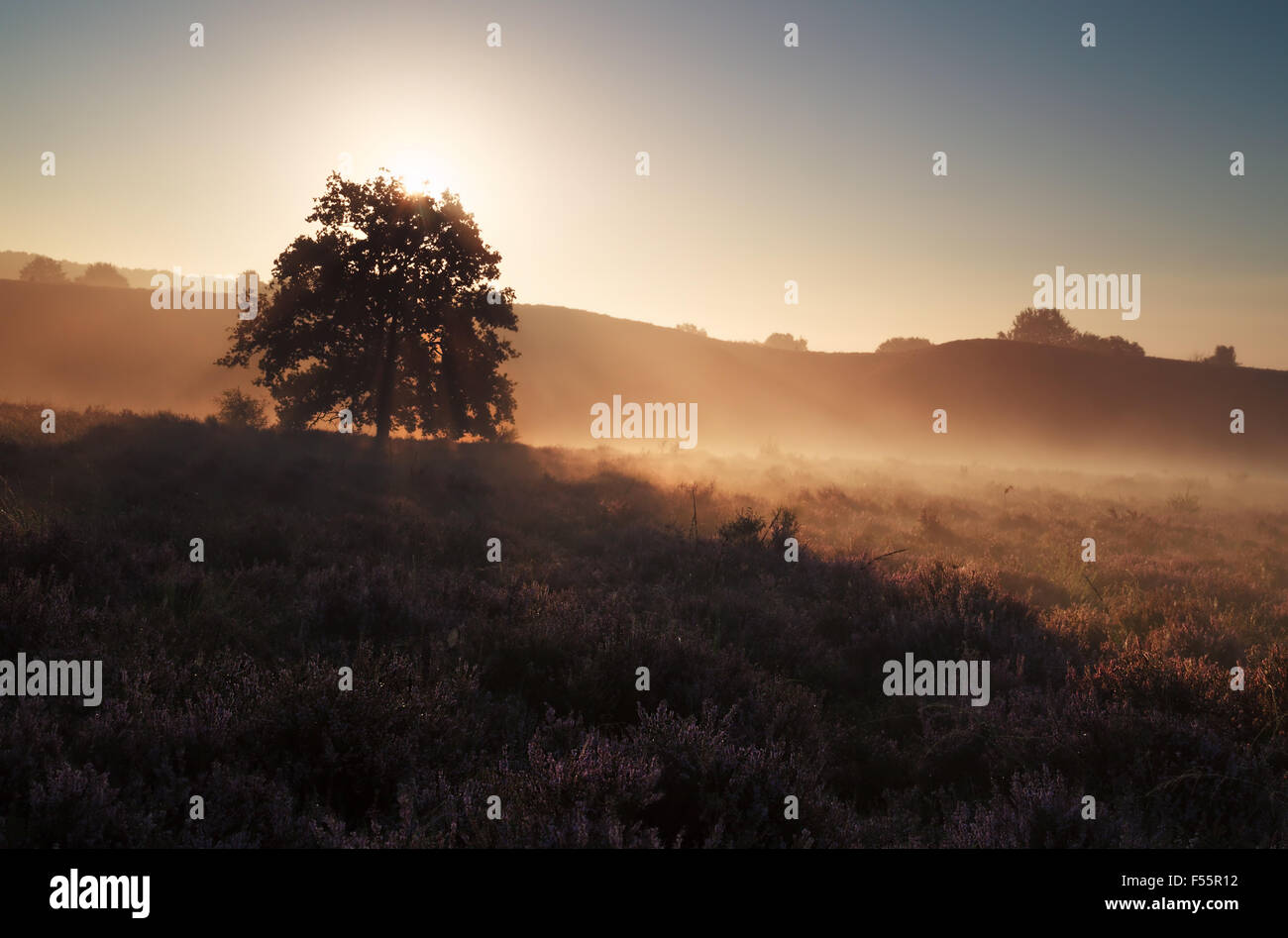 Or magnifique lever de soleil sur Misty Hills avec Heather Banque D'Images