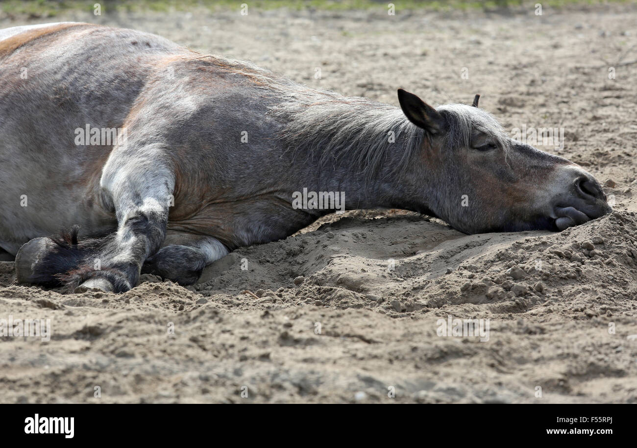 08.05.2015, Berlin, Berlin, Allemagne - Mecklenburg chevaux de dormir dans le sable. 00S150508D803CAROEX.JPG - pas à vendre dans la région de G E R M A N Y, A U S T R I A, S W I T Z E R L A N D [communiqué de modèle : NON APPLICABLE, LA PROPRIÉTÉ, DE PRESSE : NON (c) agence photo caro / http://www.caro-images.pl, info@carofoto.pl Sorge, - en cas d'utilisation de la photo pour les non-fins journalistiques, veuillez contacter l'agence - l'image est l'objet d'image !] Banque D'Images