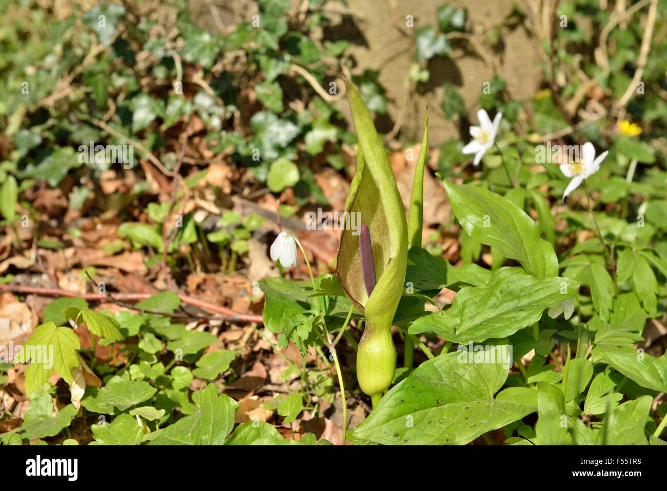 Arum maculatum ou fleur d'arum sauvage dans la forêt de Ghlin, Belgique et anémones sauvages sur fond Banque D'Images