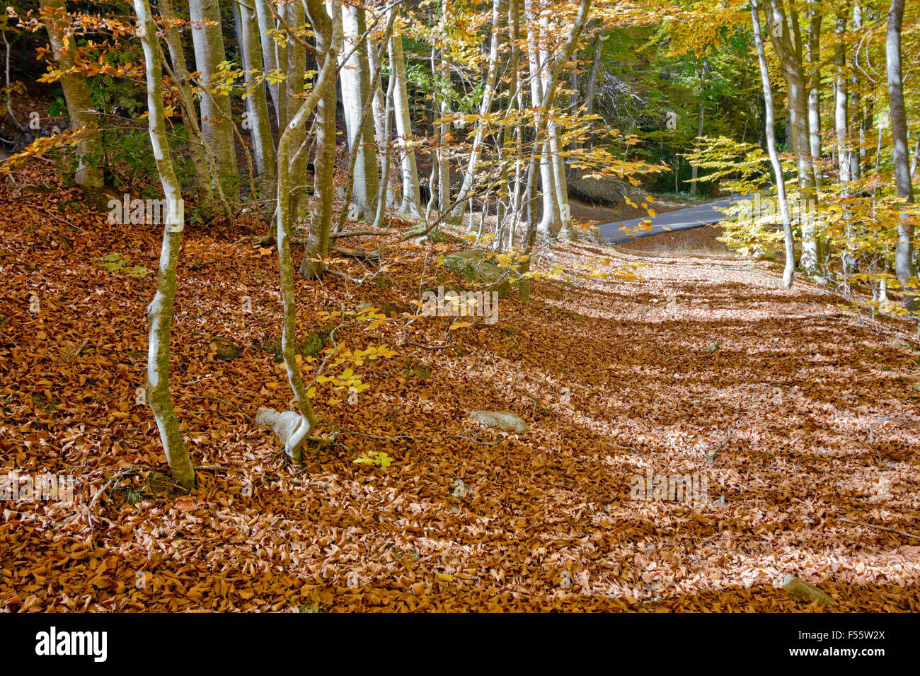 Parc naturel du montseny Banque de photographies et d’images à haute