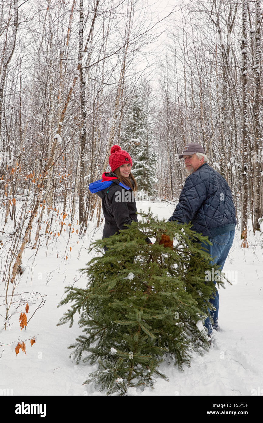 Père et fille le glissement d'un arbre fraîchement coupé pour Noël Banque D'Images