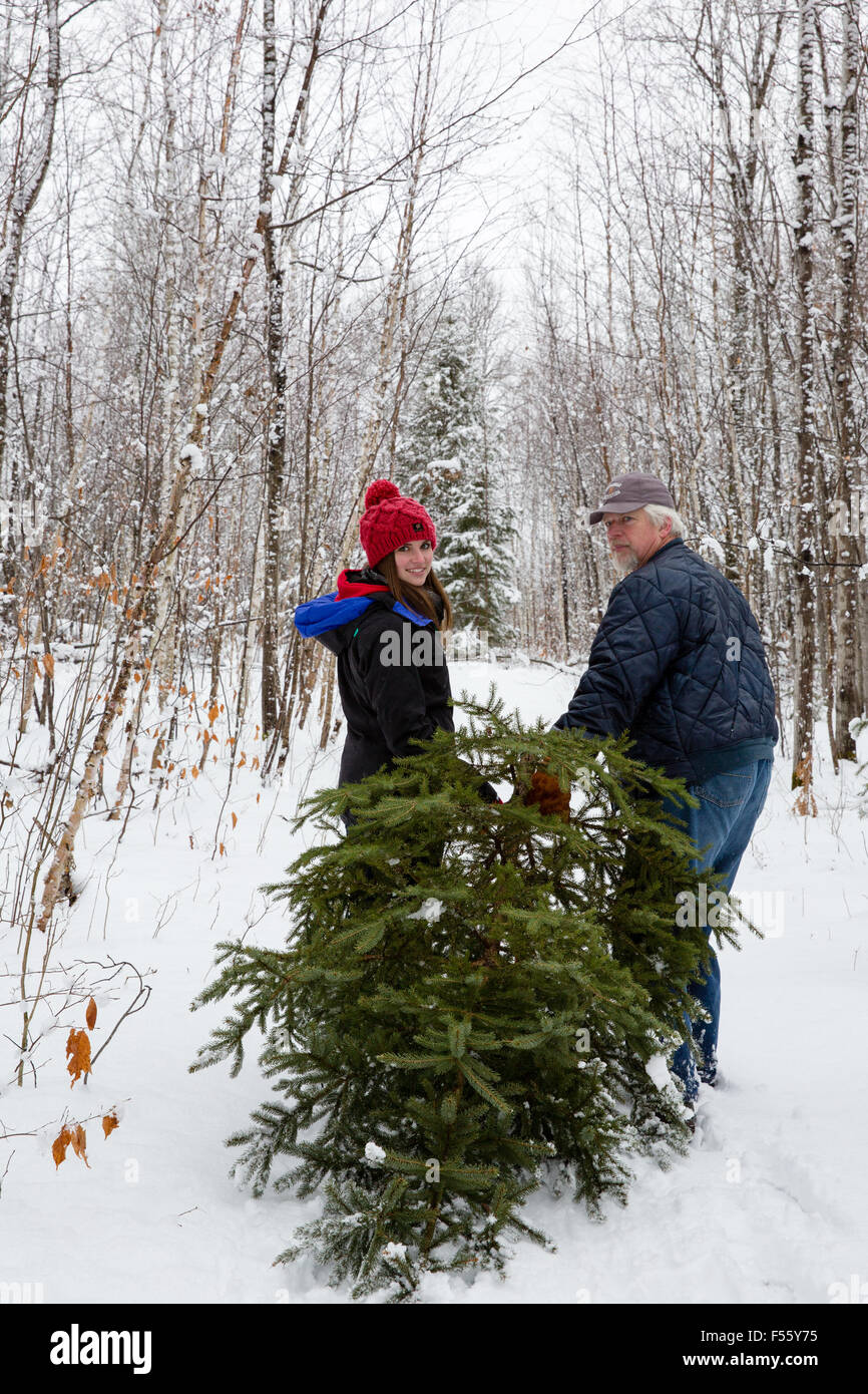 Père et fille le glissement d'un arbre fraîchement coupé pour Noël Banque D'Images