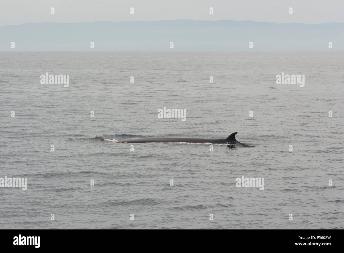 Nageoire dorsale d'un rorqual de Bryde à la surface de la mer. À proximité de l'île, port de Alcatrazes Etat de Sao Paulo, Brésil Banque D'Images