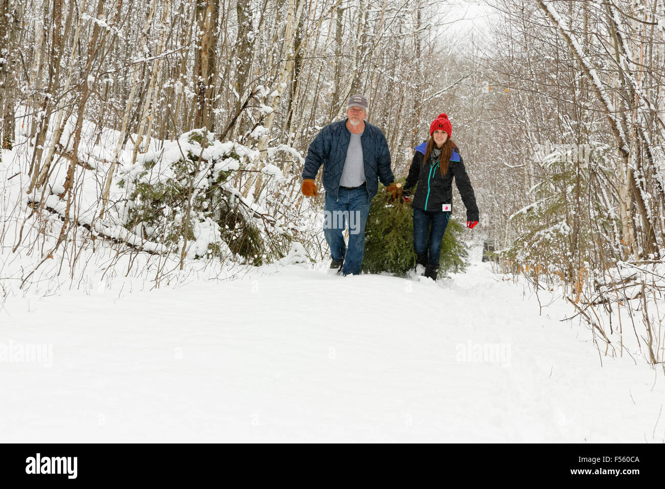 Père et fille le glissement d'un arbre fraîchement coupé pour Noël Banque D'Images