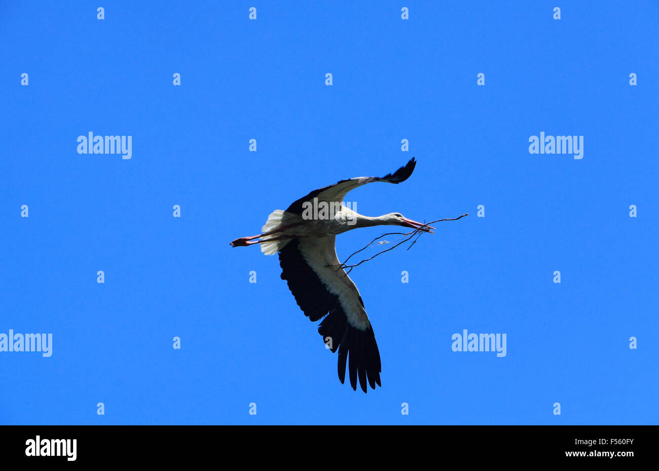 Stork en vol. Banque D'Images