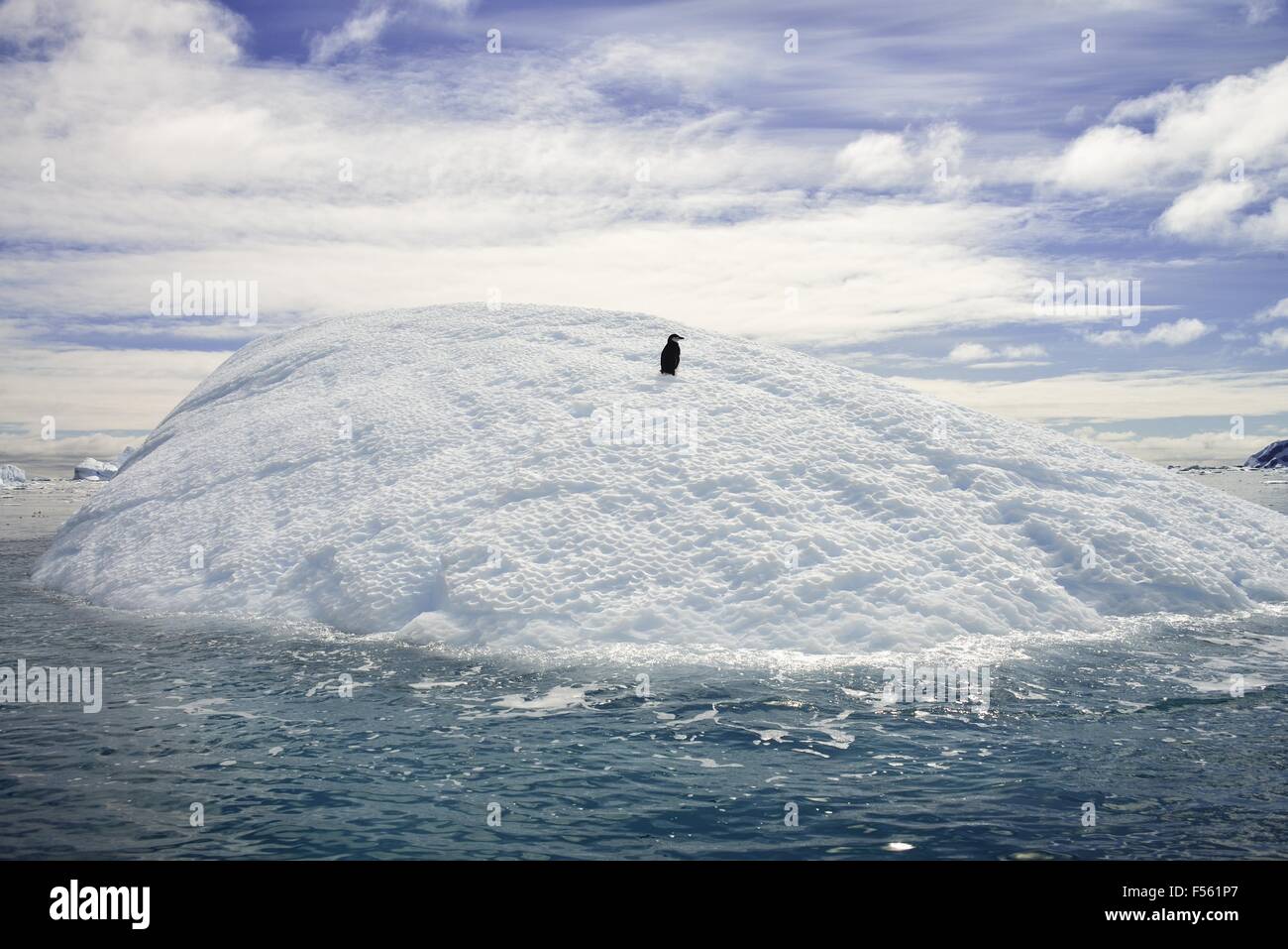 Un seul penguin reposant sur un iceberg ! Banque D'Images