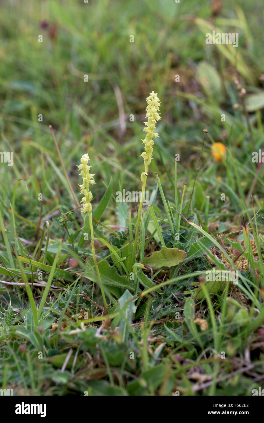 Herminium monorchis, musc Orchidées Banque D'Images