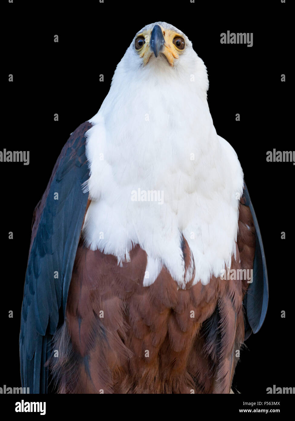 Seeadler, Schreiseeadler, africaine, Haliaeetus vocifer aigle pêcheur, aguila vocinglera africana Banque D'Images