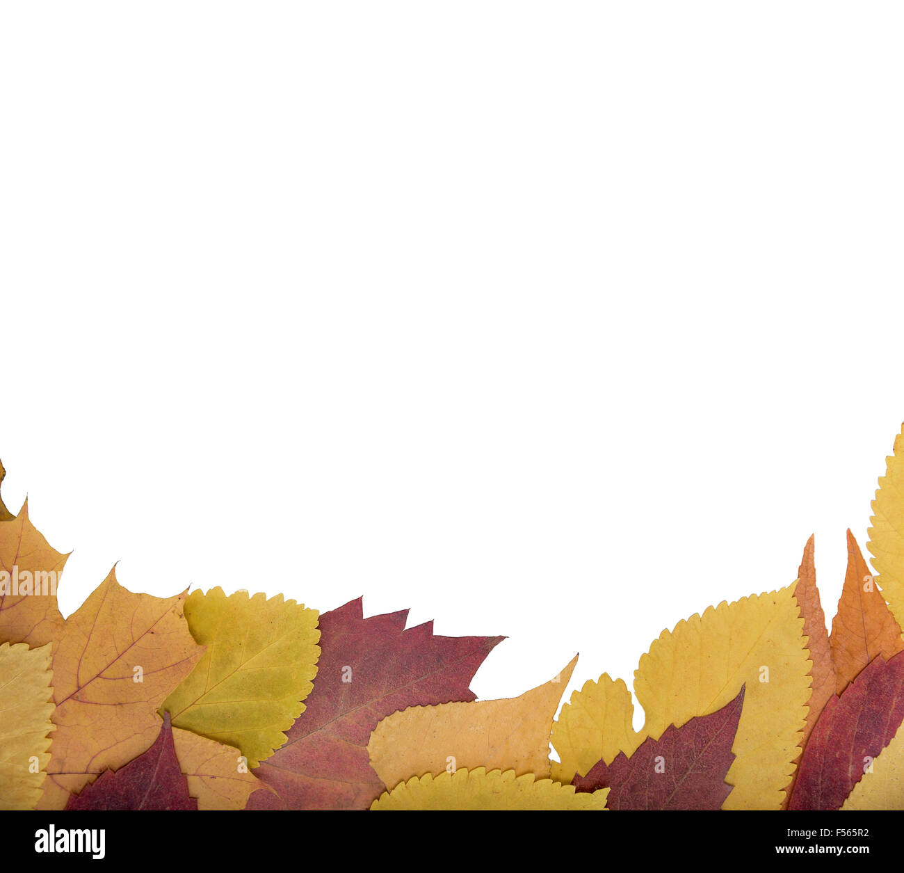 Sur une feuille de papier les feuilles d'automne. Banque D'Images