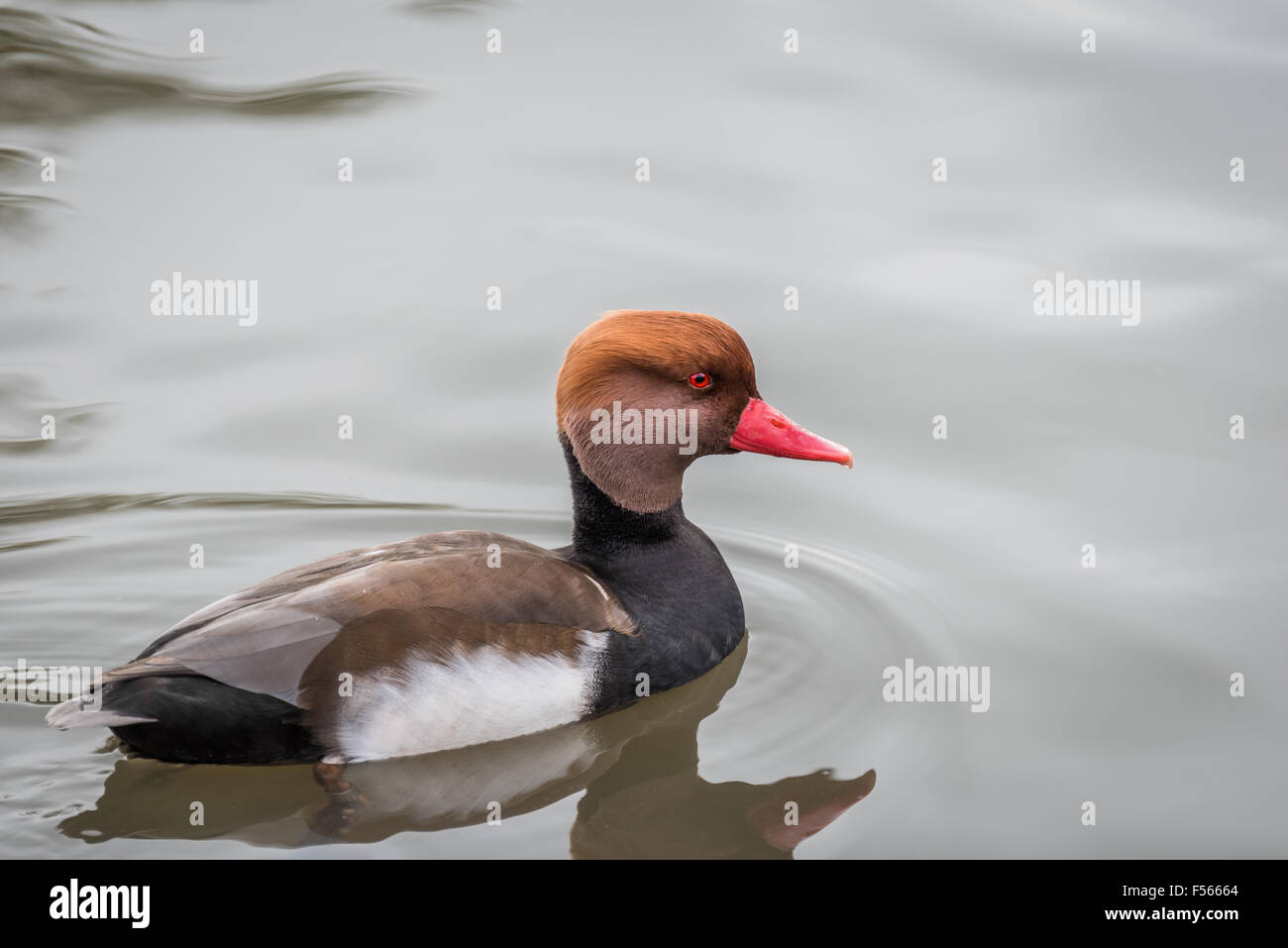 Slimbridge Wildfowl - Canard Mandarin Banque D'Images