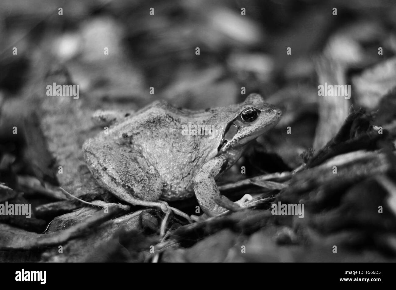 Noir & blanc, grenouille, grenouille rousse, grenouille, Banque D'Images