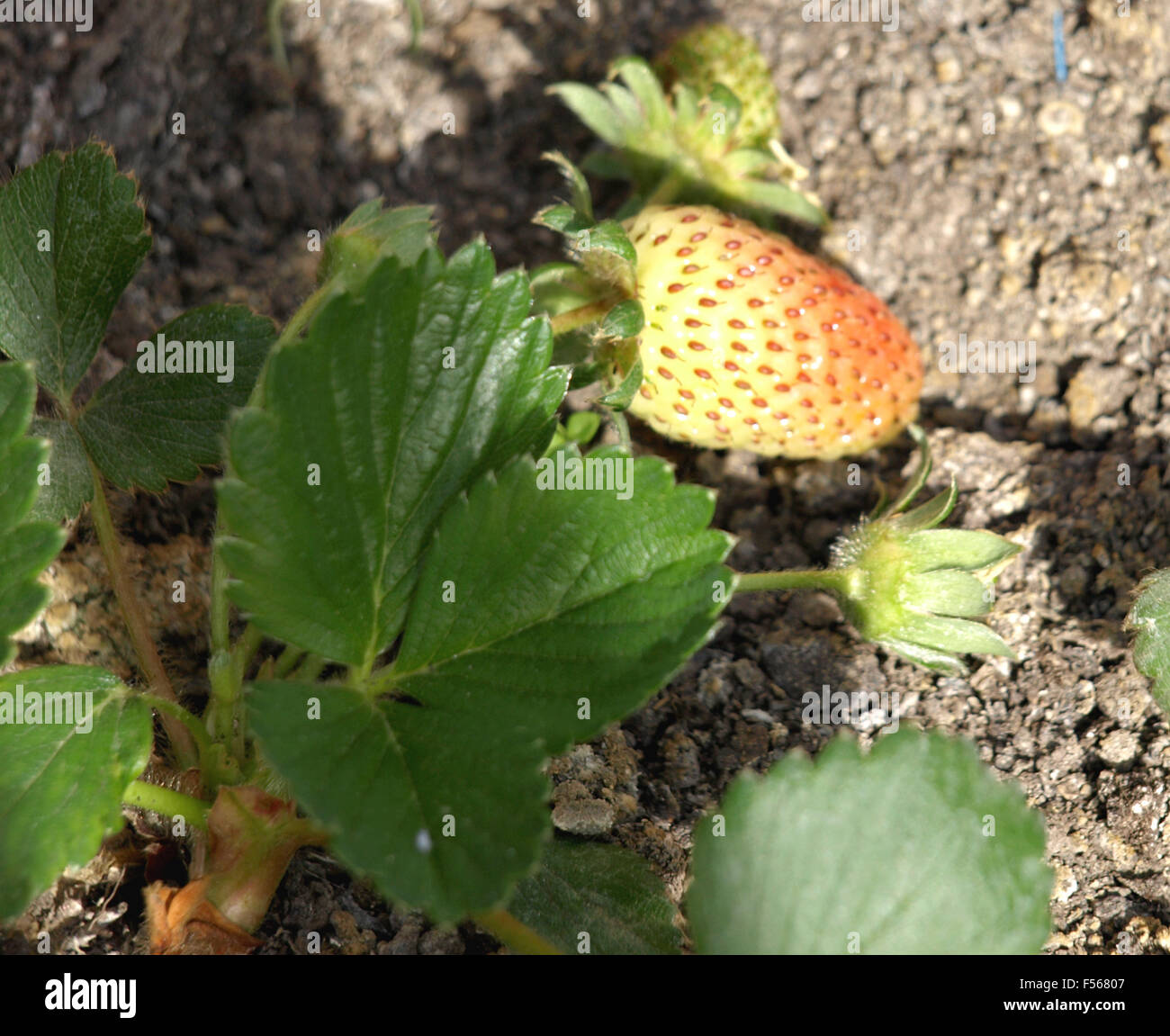 Les plantules de fraises dans un pot sur la terrasse Banque D'Images