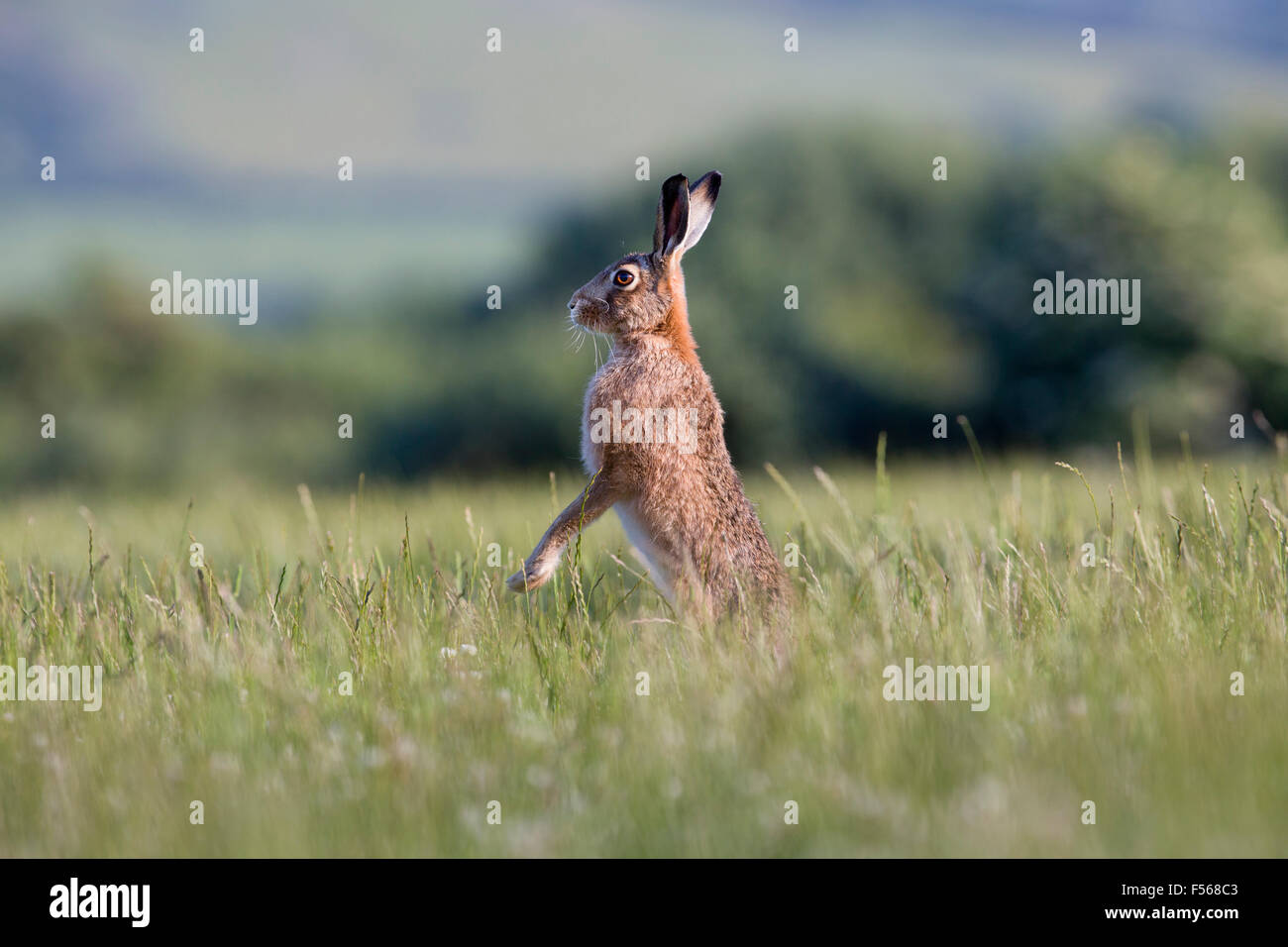 Lièvre brun Lepus capensis ; seul debout dans pré ; Ile de Man, Royaume-Uni Banque D'Images