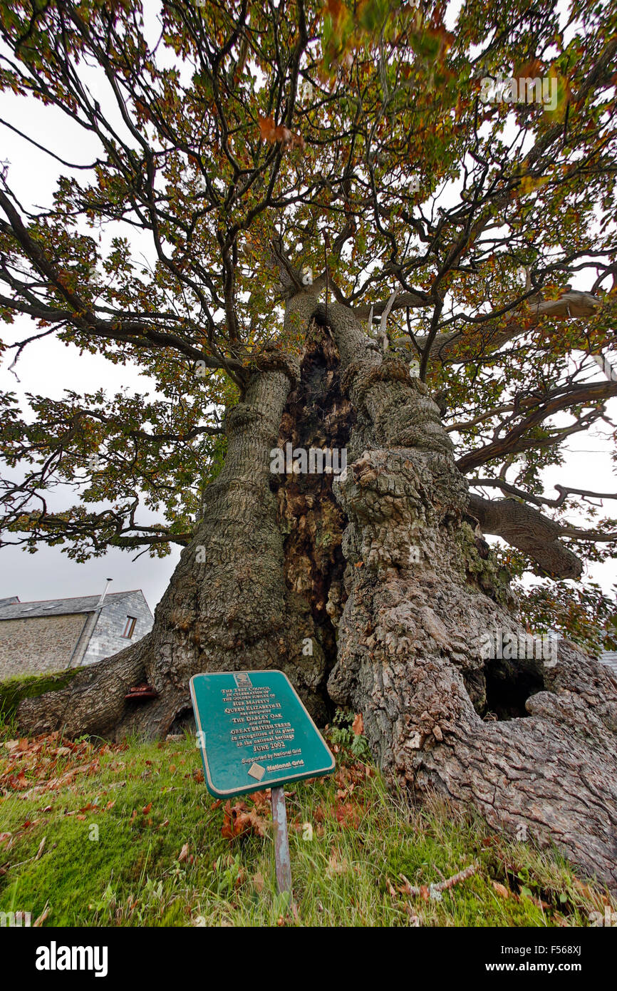 Darley;chêne Quercus robur Bodmin Moor, Cornwall, UK Banque D'Images