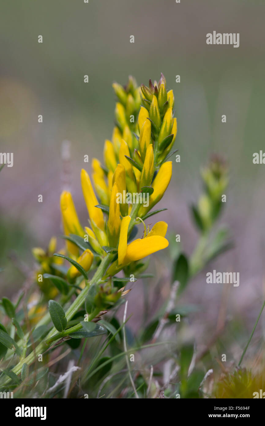 Dyer's Greenweed ; Genista tinctoria en fleur ; ; ; Cornwall UK Banque D'Images