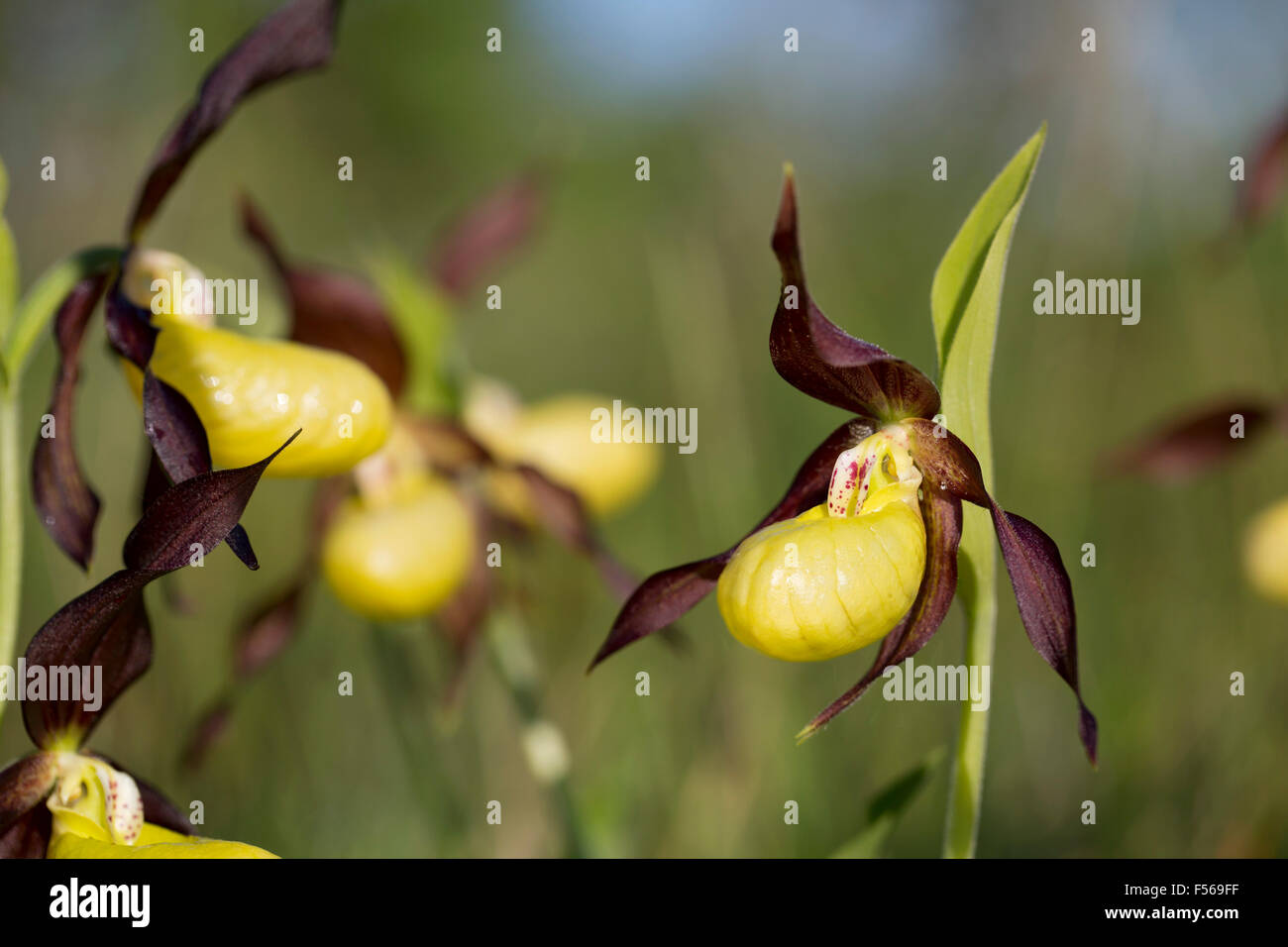 Ladys Slipper Orchid Cypripedium calceolus ; Fleur ; UK Cumbria. Banque D'Images