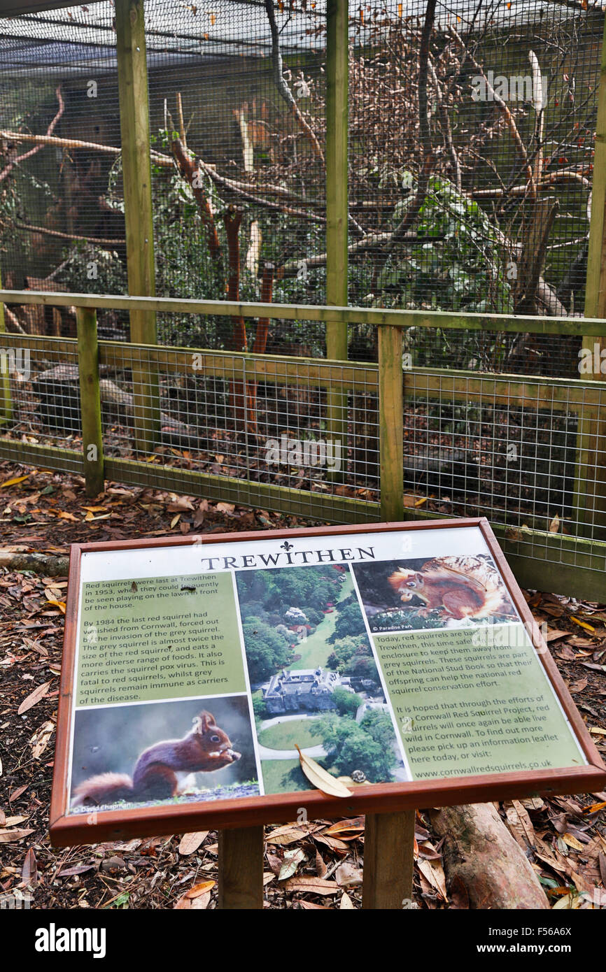 Trewithen ; Écureuil mignon rouge Informations sur le boîtier de sélection ; Cornwall, UK Banque D'Images