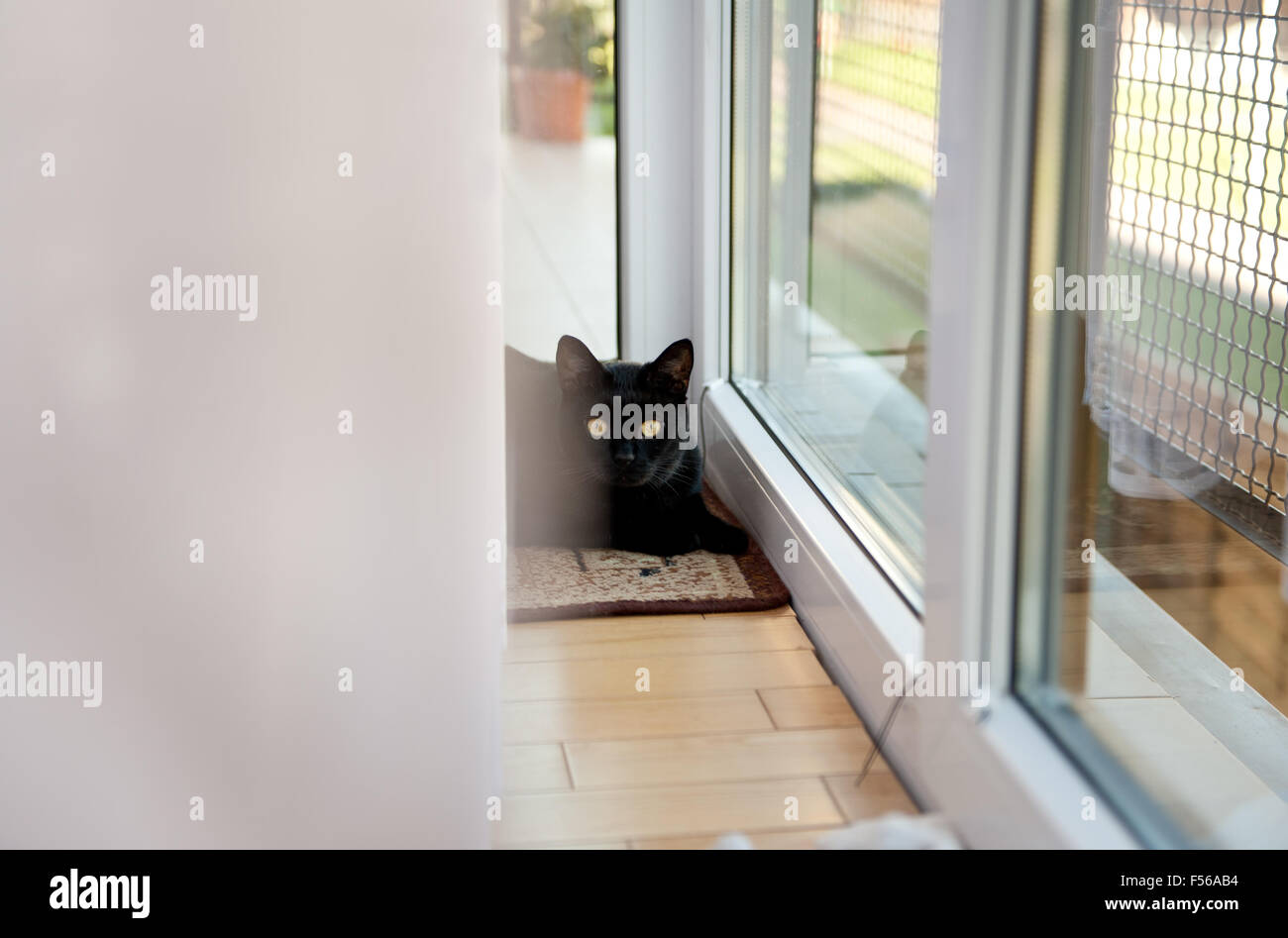 Chat noir couché près de l'intérieur de la fenêtre de chambre, se cacher derrière le rideau blanc à l'appareil photo, béant animal domestique détente sur la f Banque D'Images