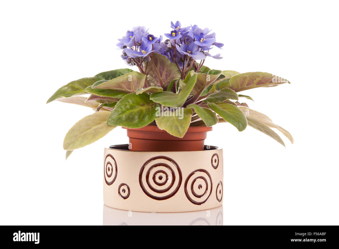 Saintpaulia ionantha African violet pourpre floraison, plante de la famille Gesneriaceae, violette africaine plante en fleurs à la personne Banque D'Images