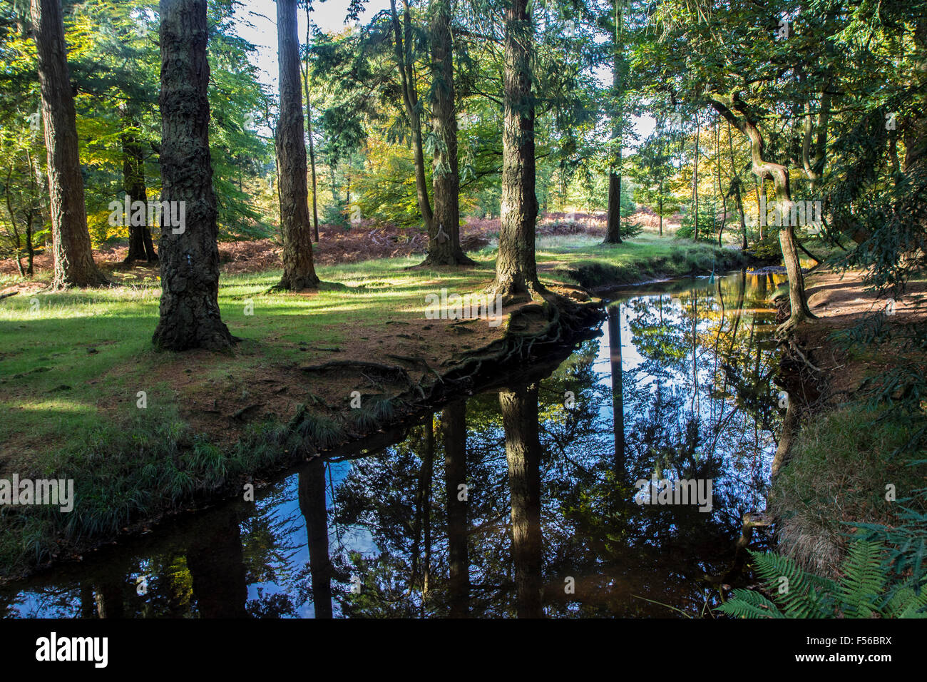 L'automne dans le New Forest Hampshire Banque D'Images