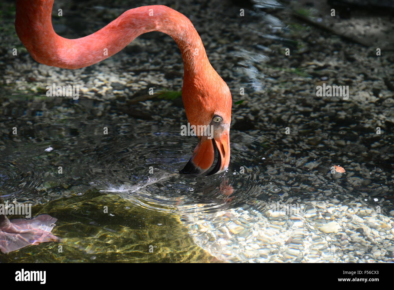 Flamingo en Floride ! Banque D'Images