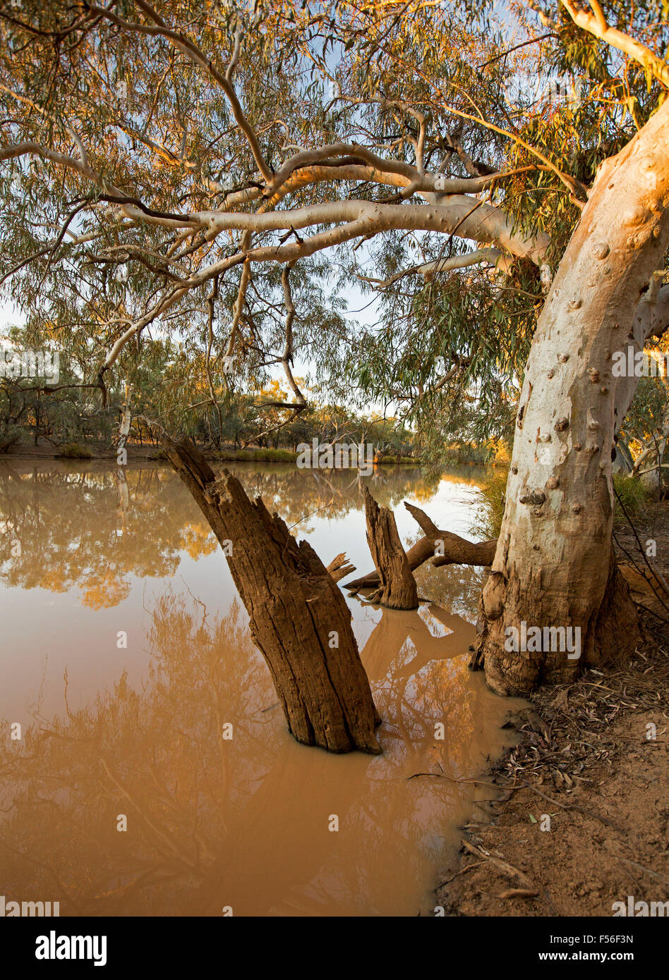 Rivière Paroo, permanent par voie navigable à l'ombre de grands arbres de gomme à Currawinya Parc National dans l'outback Queensland Australie Banque D'Images