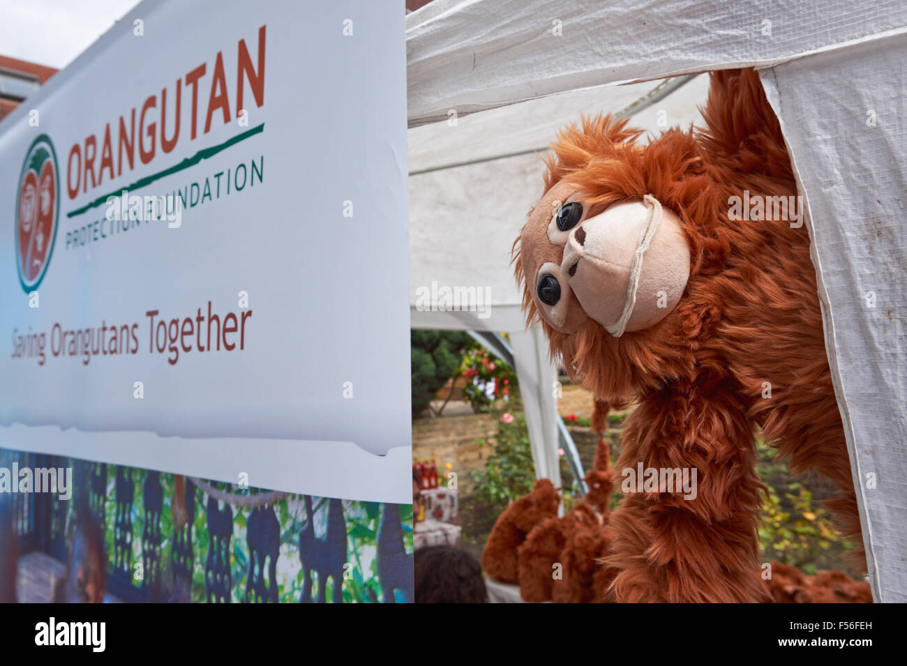 Orang-outan protection Foundation, association caritative de protection des orang-outan, Londres Angleterre Royaume-Uni Banque D'Images