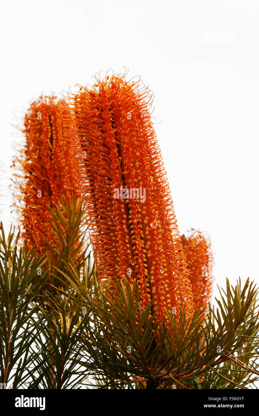 Banksia plantes poussant dans l'Australie de la Tasmanie avec fond blanc Banque D'Images