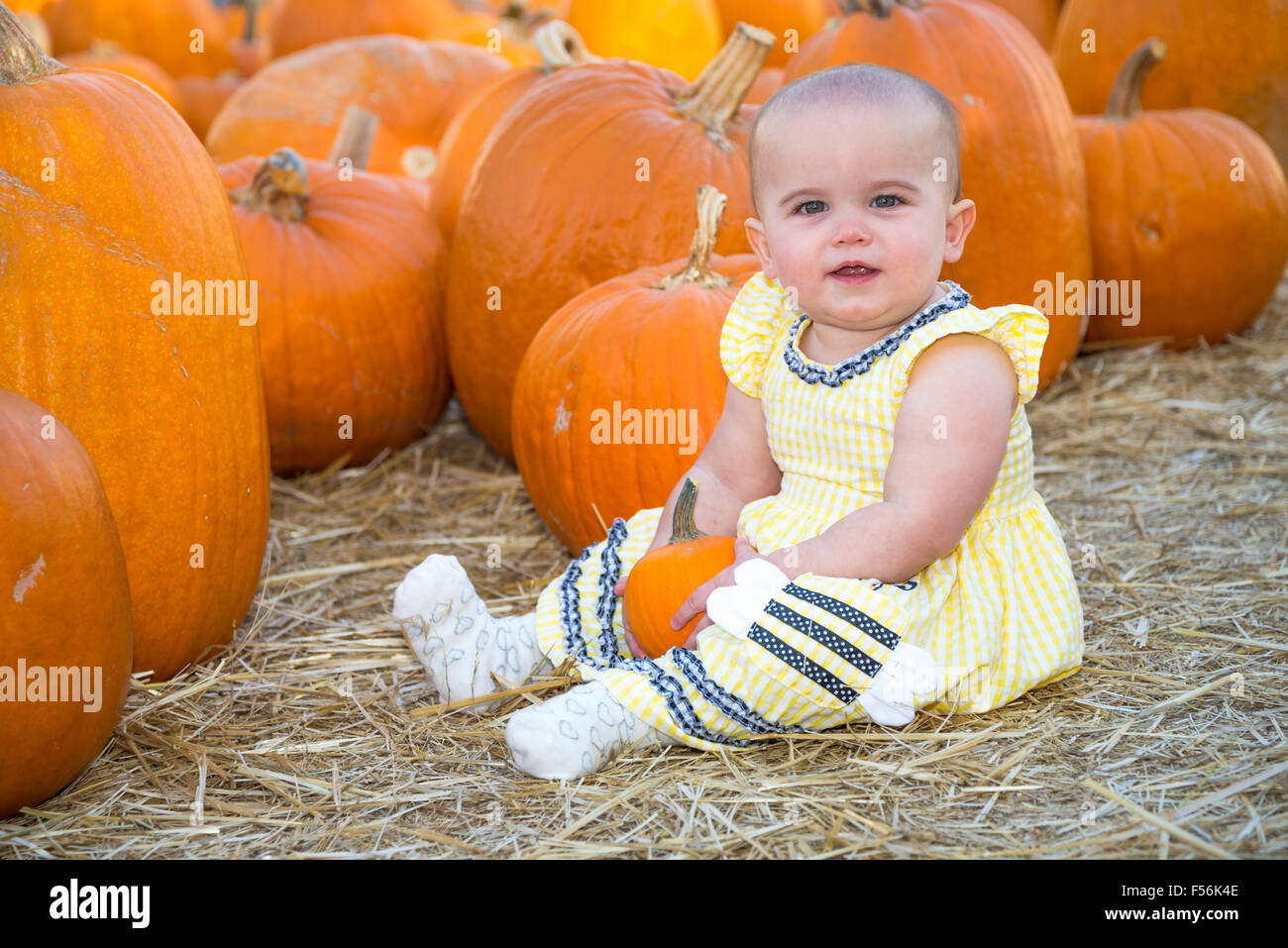 Mignon bébé assis dans un champ de citrouilles Banque D'Images