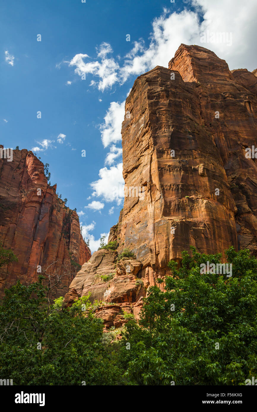 Les rochers et les montagnes dans le parc national de Zion, Utah, USA. Banque D'Images