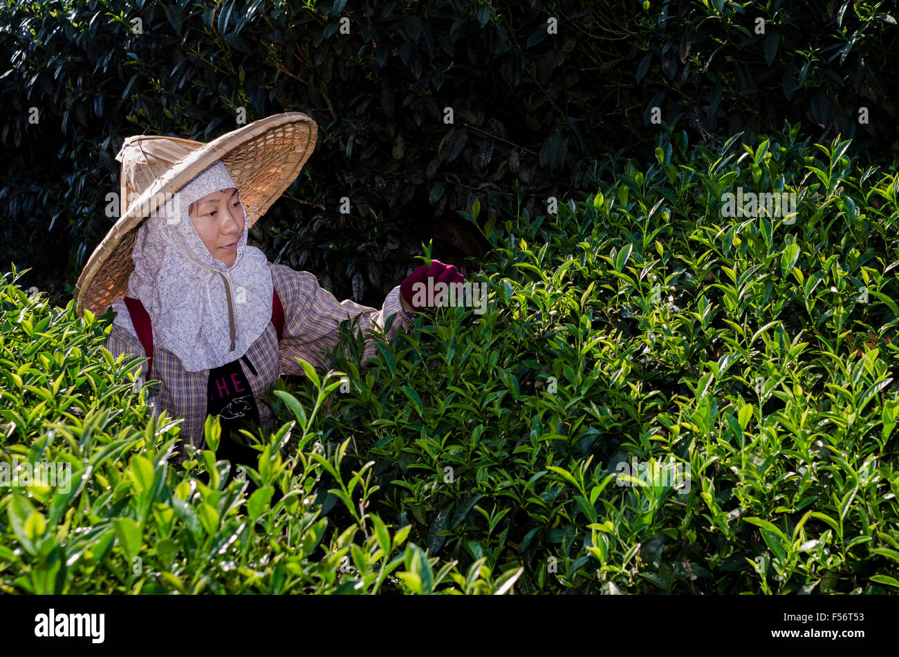 Haut de la cueillette du thé vert de qualité - Alishan, Taiwan Banque D'Images