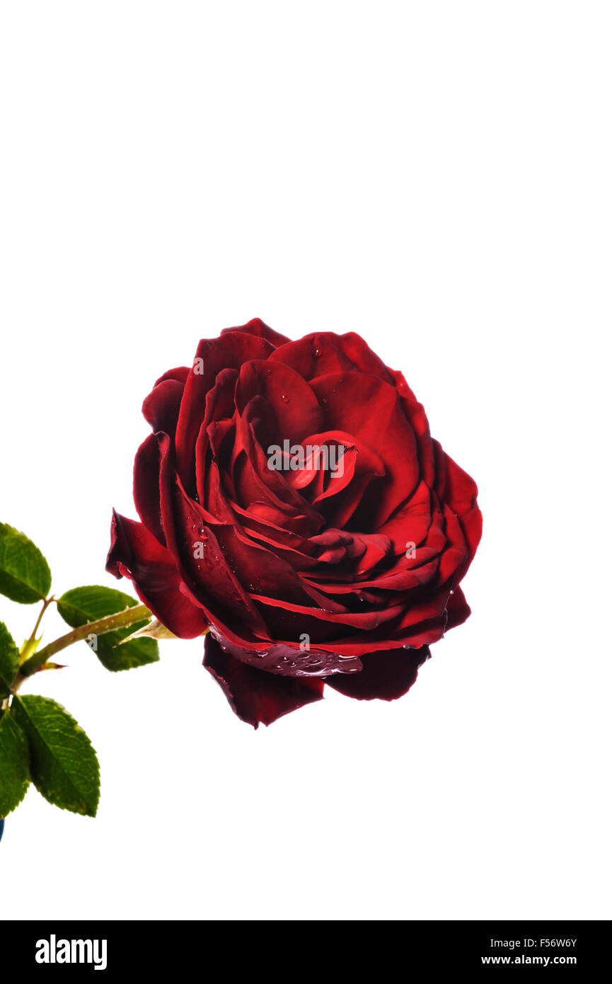 Rosa La baie de Dublin, escalade rose rouge. Banque D'Images