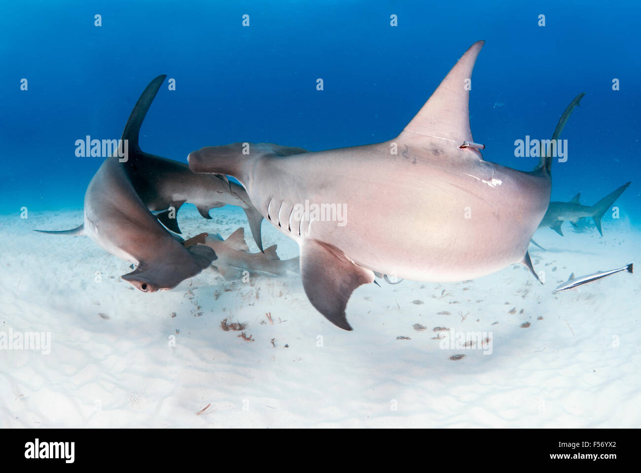 Grand requin marteau, Sphyrna mokarran, Bimini, Bahamas, mer des Caraïbes, Océan Atlantique Banque D'Images