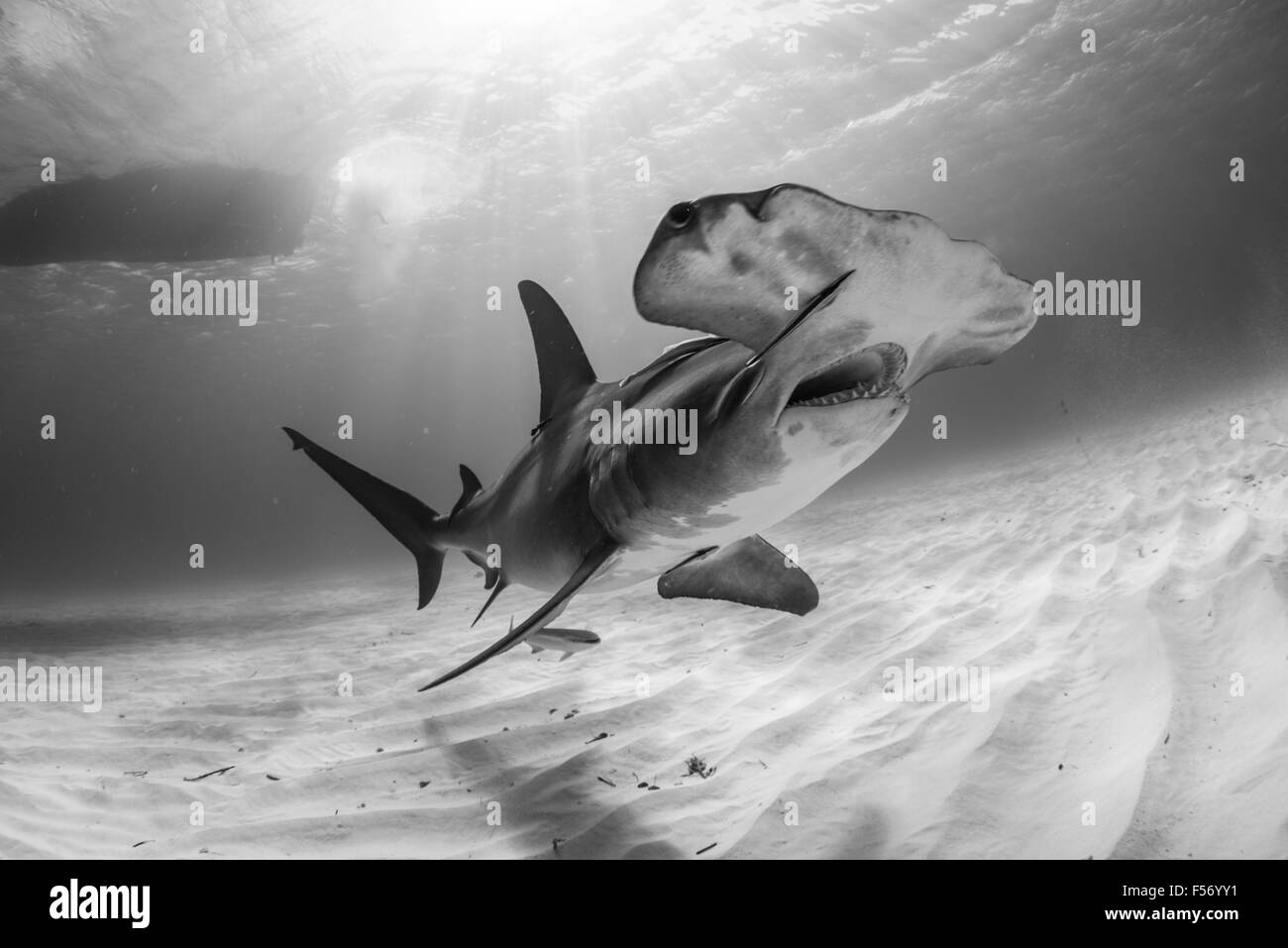 Dents De Requin Banque D Images Noir Et Blanc Alamy