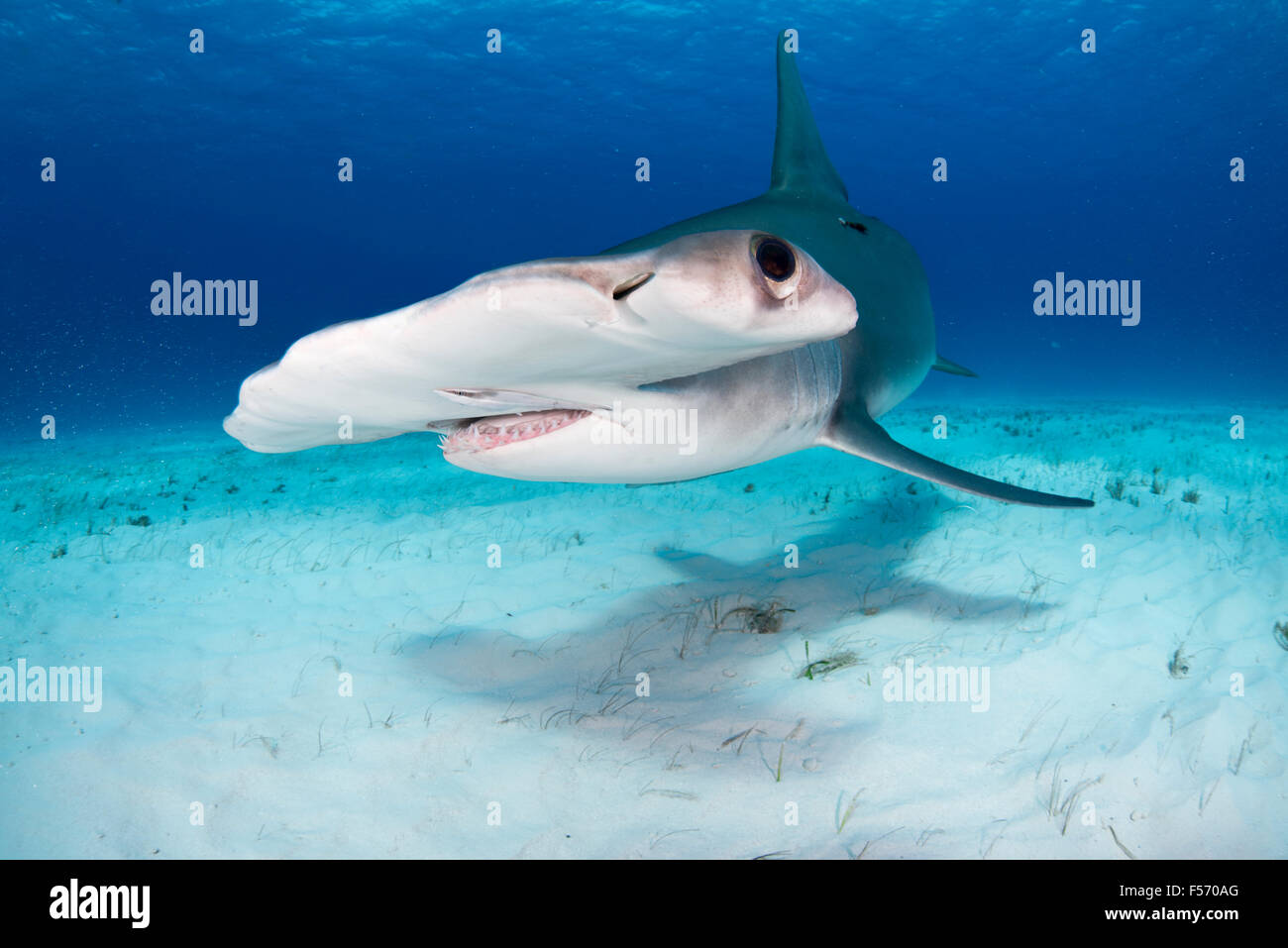 Grand requin marteau, Sphyrna mokarran, Bimini, Bahamas, mer des Caraïbes, Océan Atlantique Banque D'Images