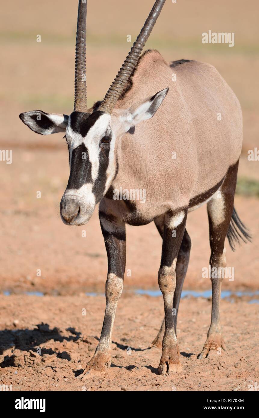 Gemsbok (Oryx gazella), debout à Waterhole, Kgalagadi Transfrontier Park, Northern Cape, Afrique du Sud, l'Afrique Banque D'Images