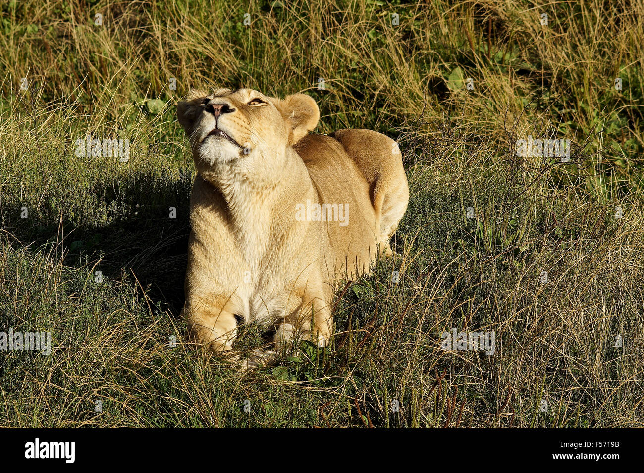 Lionne grogner dans le soleil du matin, allongé dans l'herbe Banque D'Images