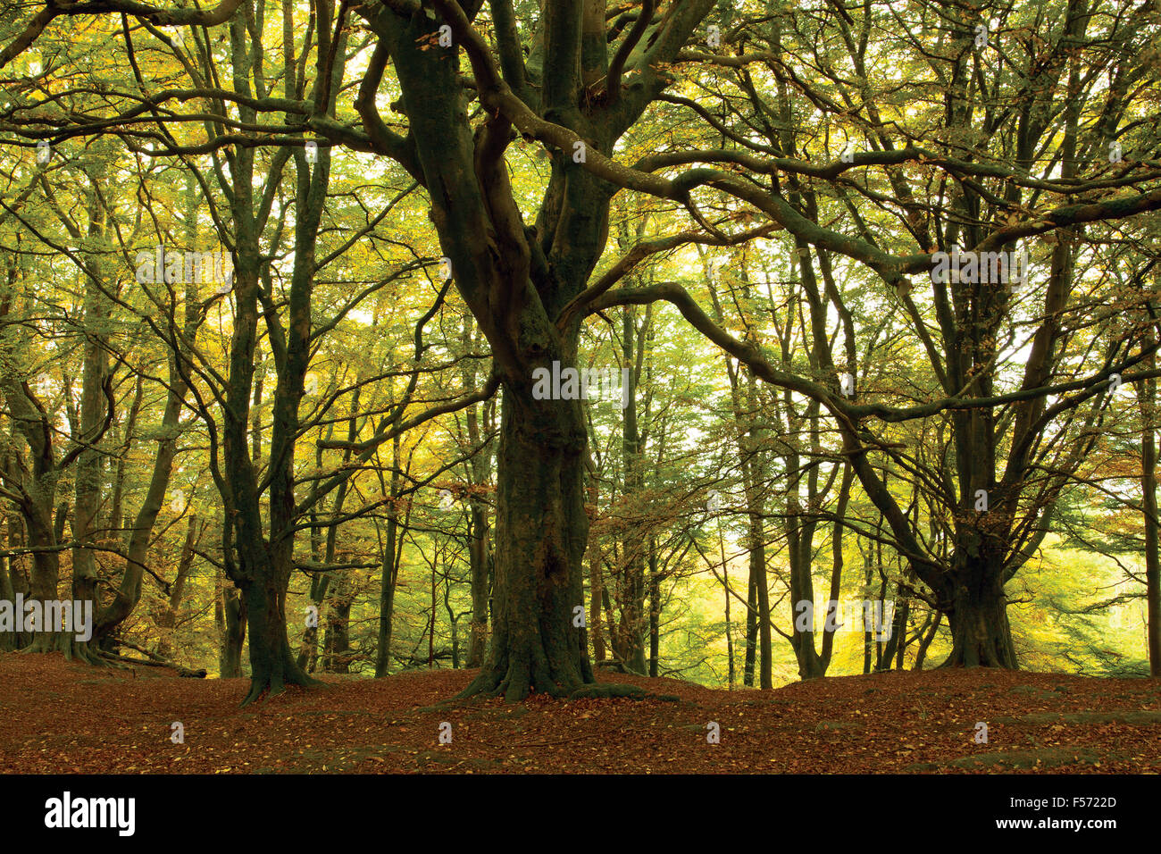 Bois d'automne, Callander, Loch Lomond et les Trossachs National Park Banque D'Images