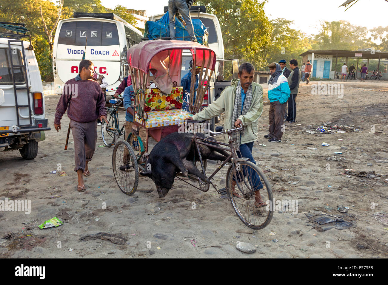 Gros cochon est transportet sur un trishaw Banque D'Images