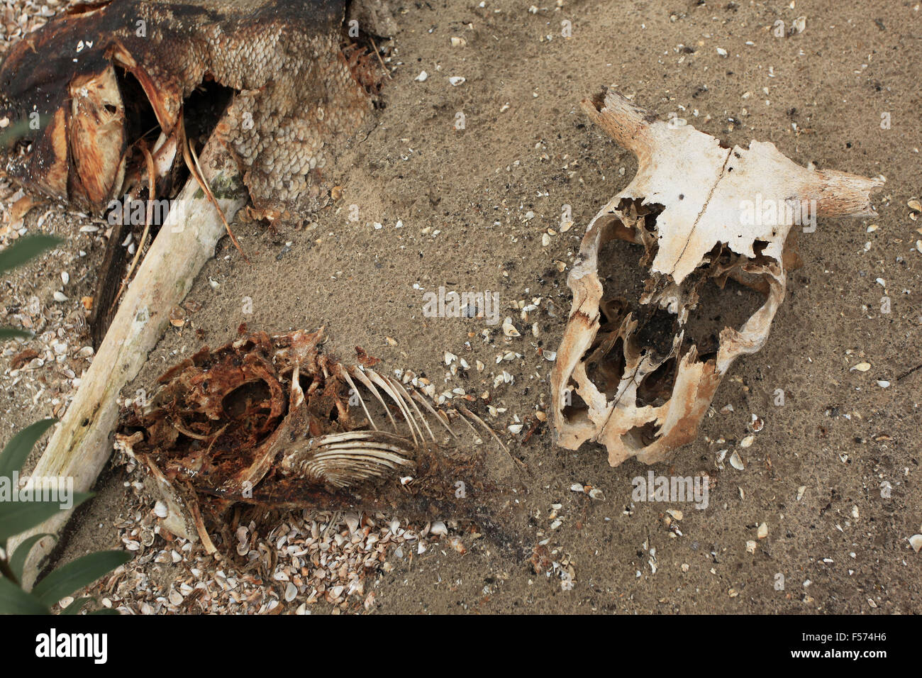 Des squelettes d'animaux le long des rives du lacs de la centrale nucléaire de Tchernobyl. Pripyat (rivière), zone d'exclusion, le nord de l'Ukraine. Banque D'Images