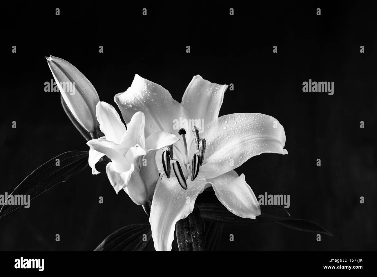 Close-up of white et pink Lily (lilium) sur fond sombre Banque D'Images