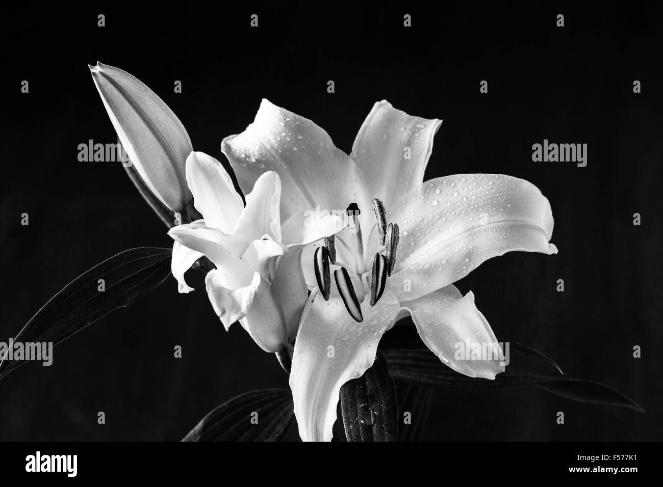 Close-up of white et pink Lily (lilium) sur fond sombre Banque D'Images