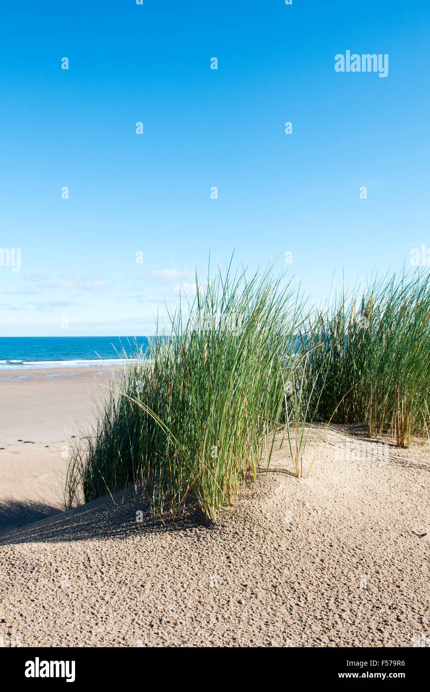 L'Ammophila arenaria. L'ammophile de plus en dunes de sable sur la plage. Scremerston, Weymouth, Dorset, Angleterre. Banque D'Images
