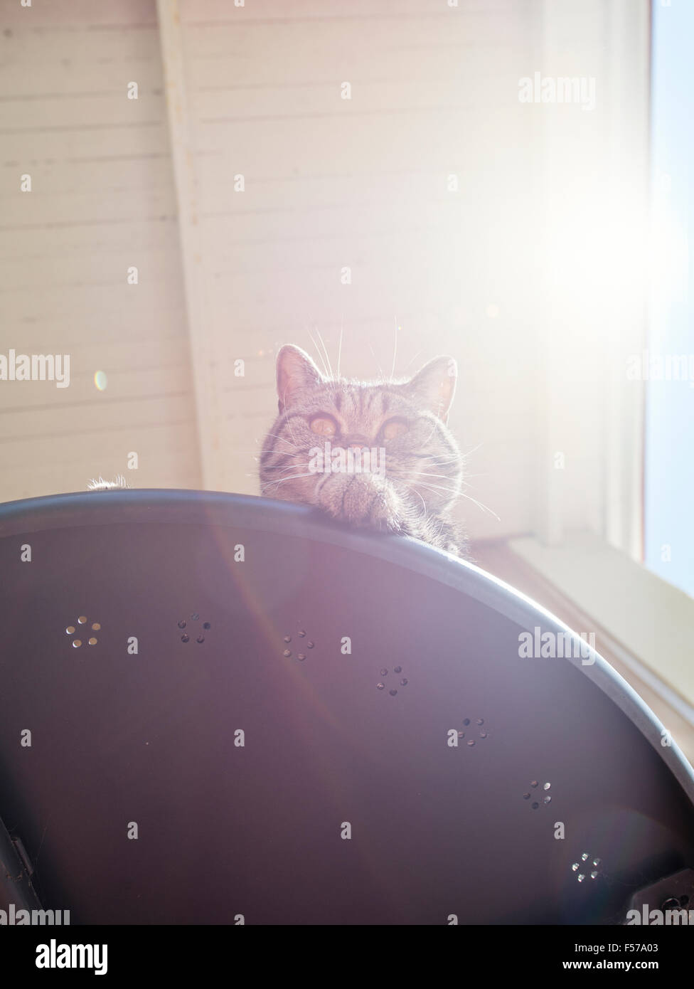 British shorthair chat couché sur le tableau à la suite avec curiosité. Animal ludique sur l'aventure. Banque D'Images