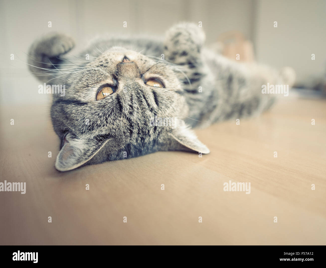 British shorthair cat allongé sur le dos sur une table de cuisine en haut. Banque D'Images